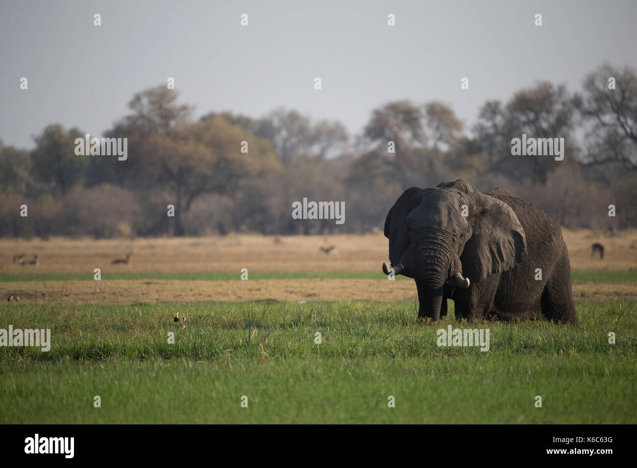 Elefanten füttern auf Gras im Sumpf, Okavango Delta, Kwai, Botswana Stockfoto