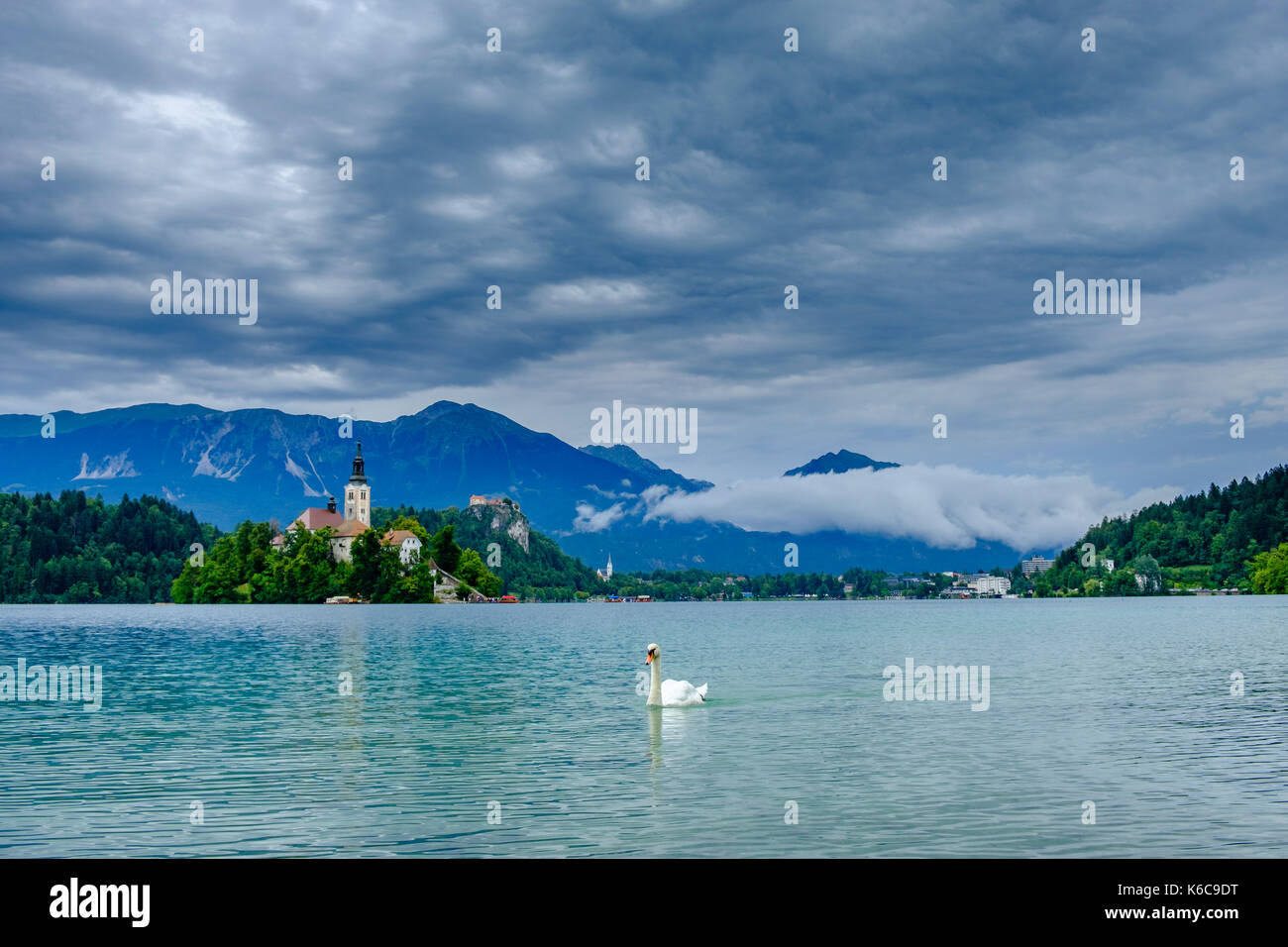 Ein Schwan wird die Insel, blejski otok, mit der Wallfahrtskirche zu Maria Himmelfahrt über See gesehen dedizierte Bled, Blejsko Jezero Stockfoto