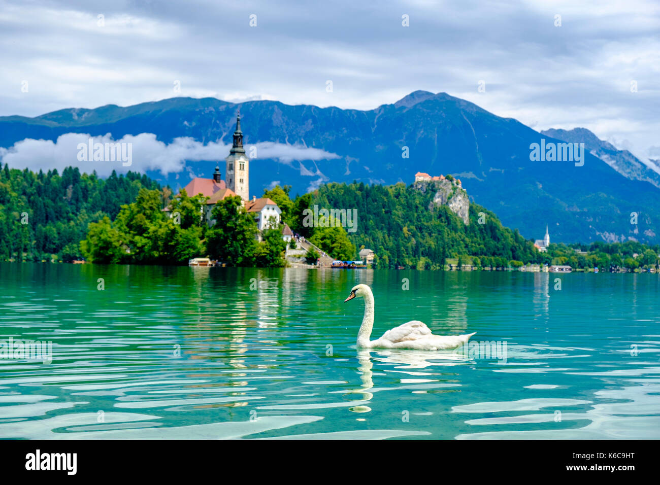 Ein Schwan wird die Insel, blejski otok, mit der Wallfahrtskirche zu Maria Himmelfahrt über See gesehen dedizierte Bled, Blejsko Jezero Stockfoto