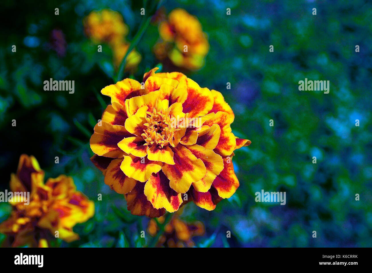 RINGELBLUME IN VOLLER BLÜTE Stockfoto