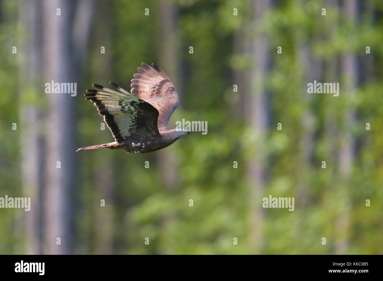 Honey-Buzzard (Pernis apivorus) im Flug Stockfoto