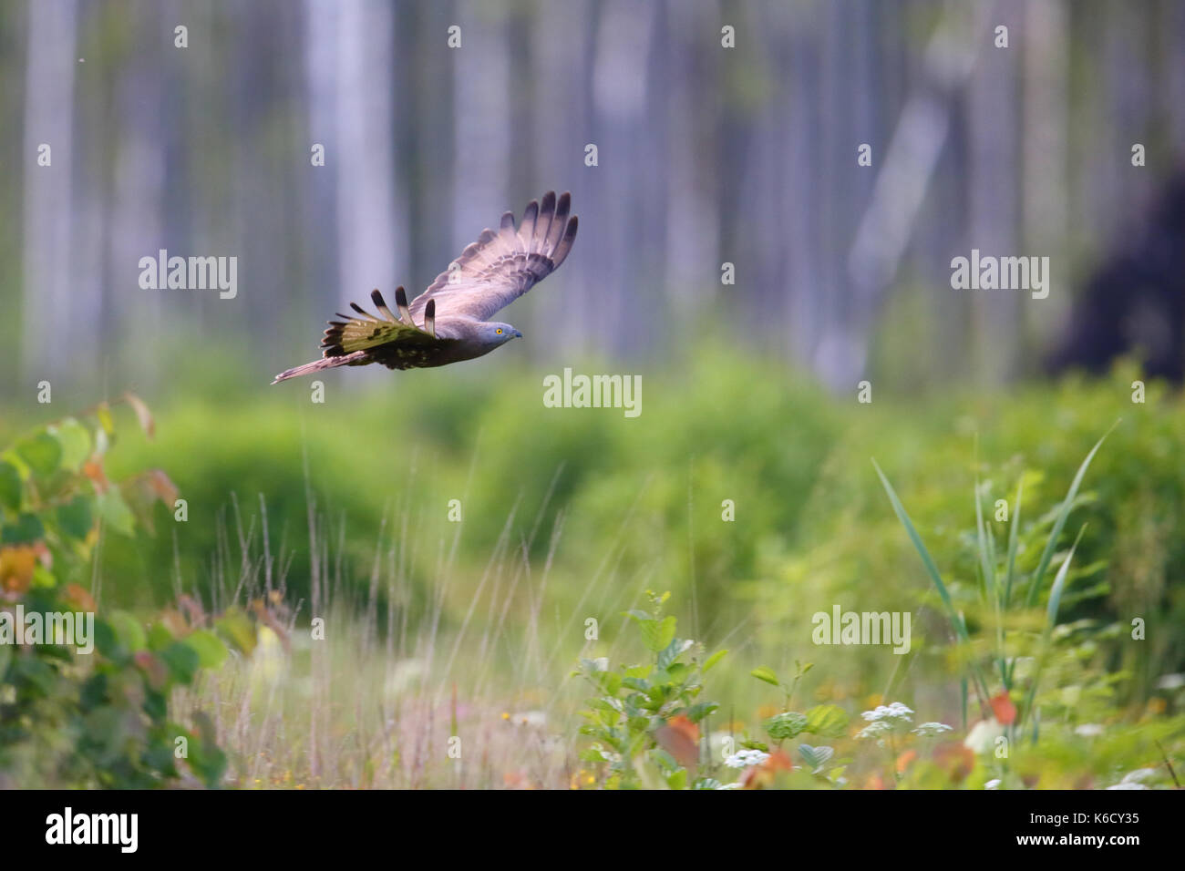 Honey-Buzzard (Pernis apivorus) im Flug Stockfoto