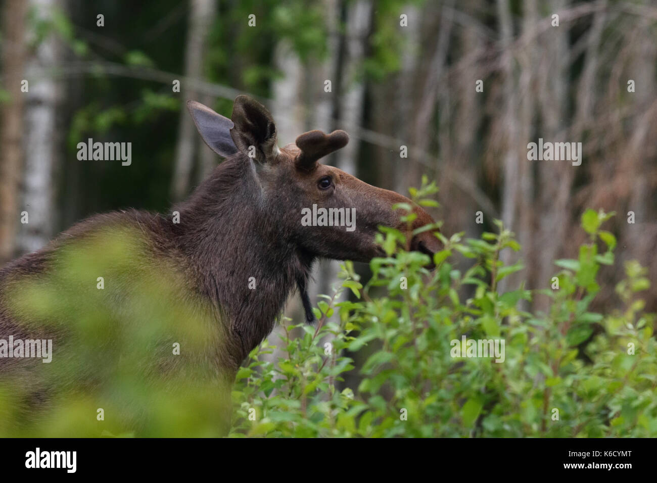 Eurasischen Elk aka Elch (Alces alces) im Frühjahr, Europa Stockfoto