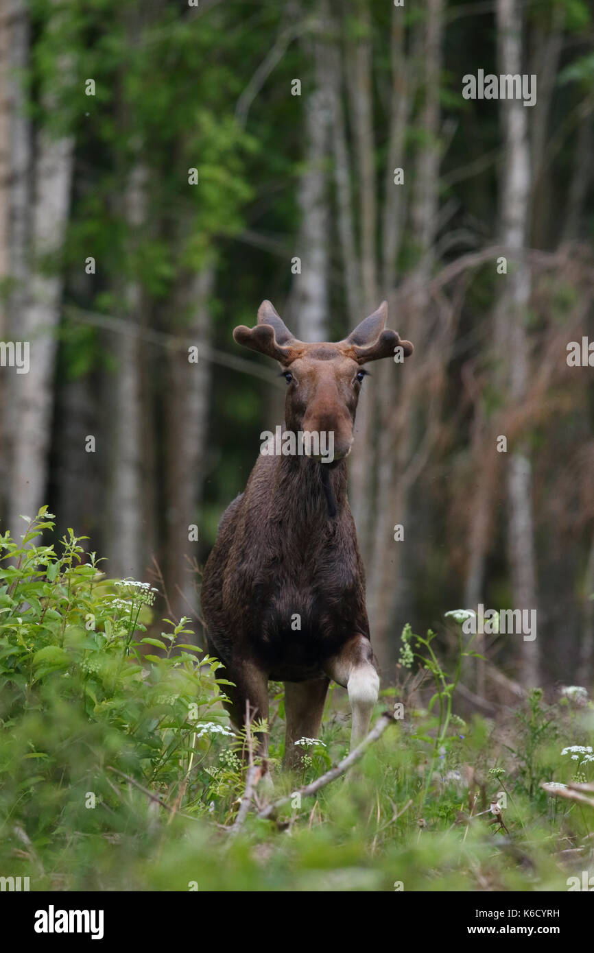 Eurasischen Elk aka Elch (Alces alces) im Frühjahr, Europa Stockfoto