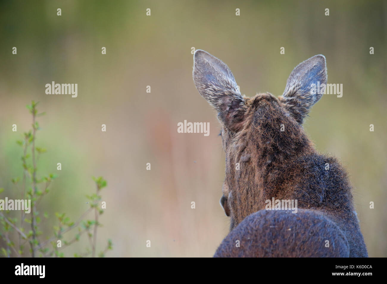 Eurasischen Elk aka Elch (Alces alces) im Frühjahr, Europa Stockfoto