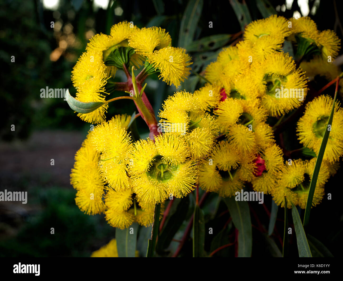 Große, helle Farben gelb Blumen rot bedeckte Kaugummi oder Eucalyptus erythrocorys. Stockfoto