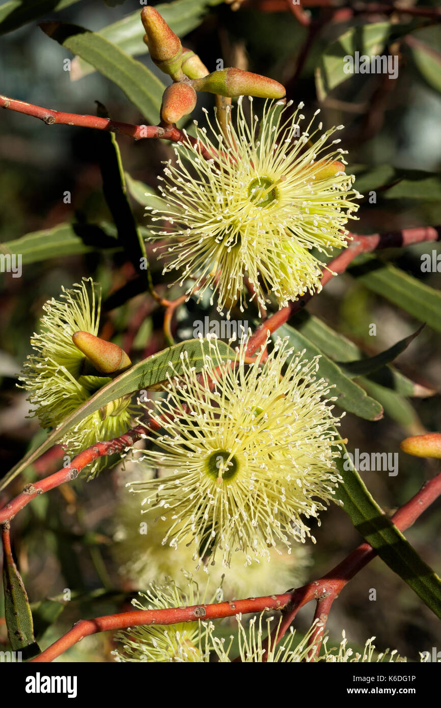 Nahaufnahme der Blüte Detail auf Ornimental Garten Eucalypt Baum. Möglicherweise Eukalyptus depauperata natibve von Western Australia. Stockfoto