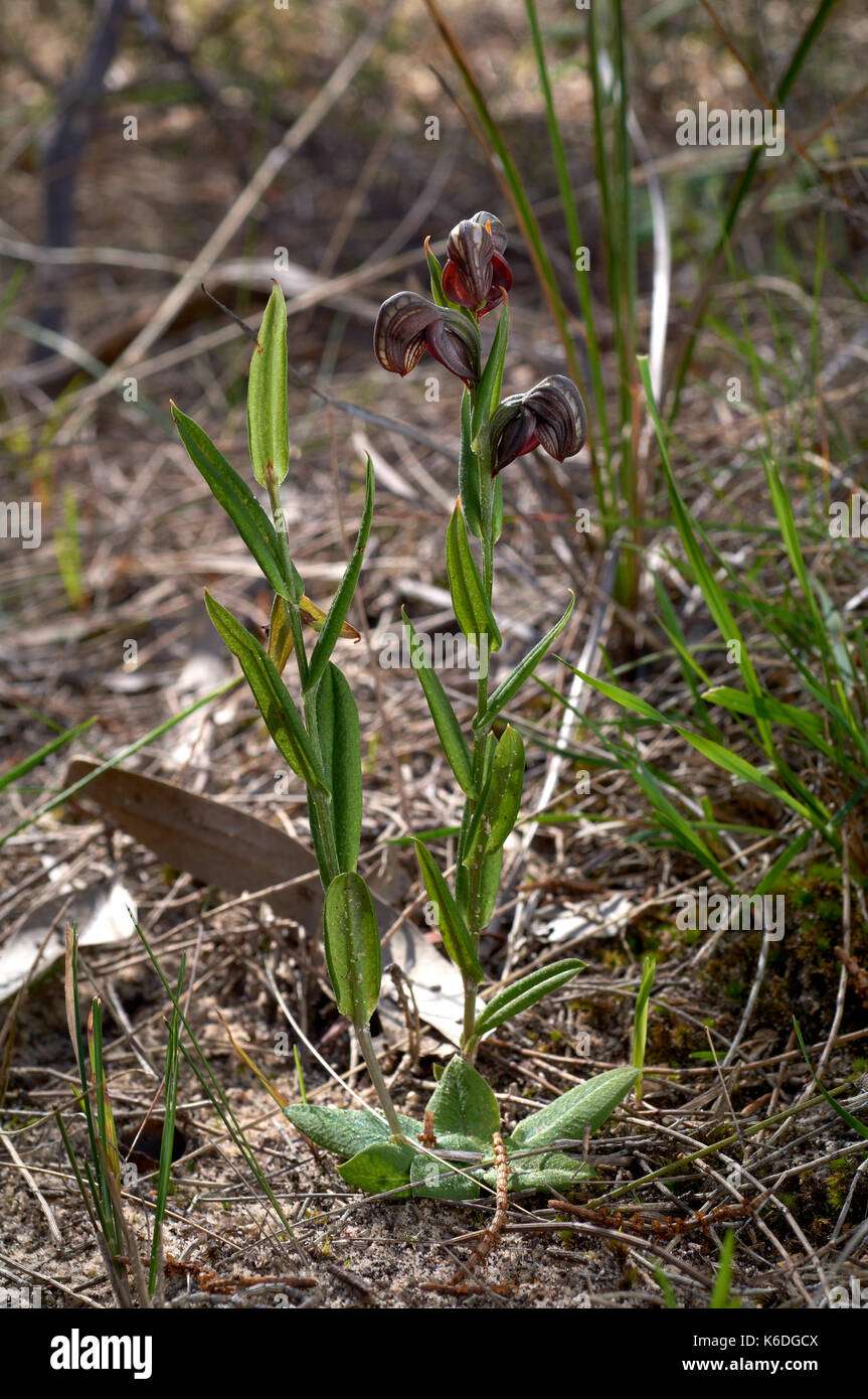 Rotbraun gebänderten Greenhood Orchidee, Urochilus sanguineus. Wachsen in der natürlichen Umgebung im aldinga Scrub Conservation Park, Aldinga, South Australi Stockfoto