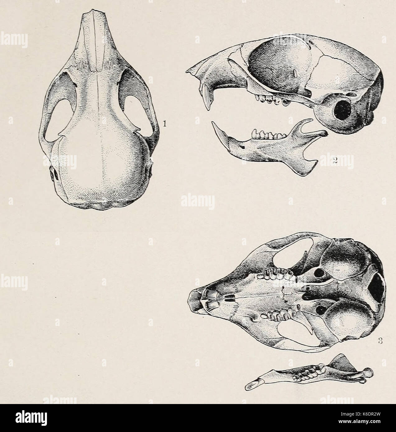 Clinton Hart Merriam 1870 Spermophilus cryptospilotus Stockfoto