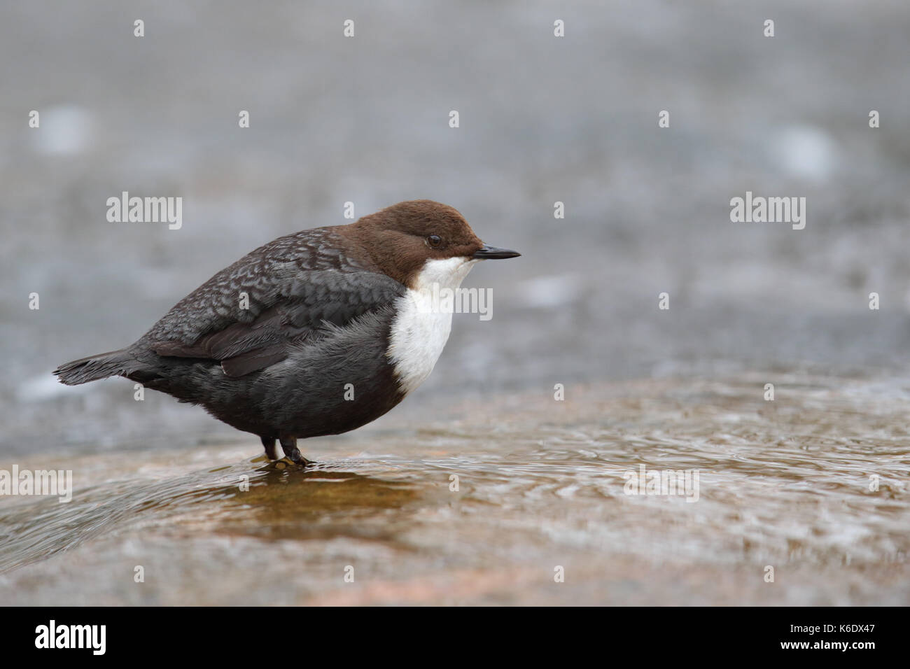 Weiße-throated Wasseramseln (Cinclus Cinclus). Europa Stockfoto