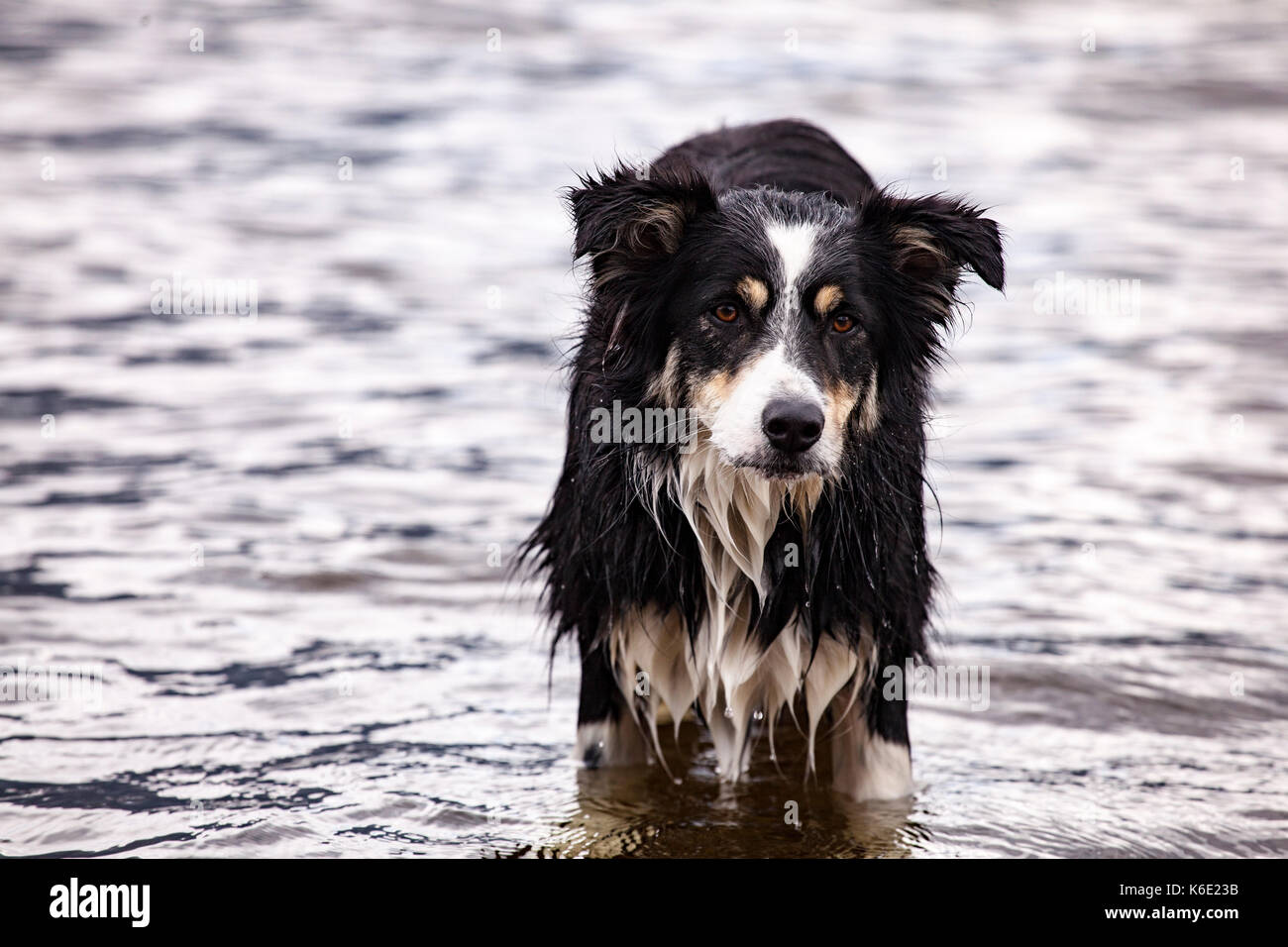 Nasser Hund in Tarbert Stockfoto