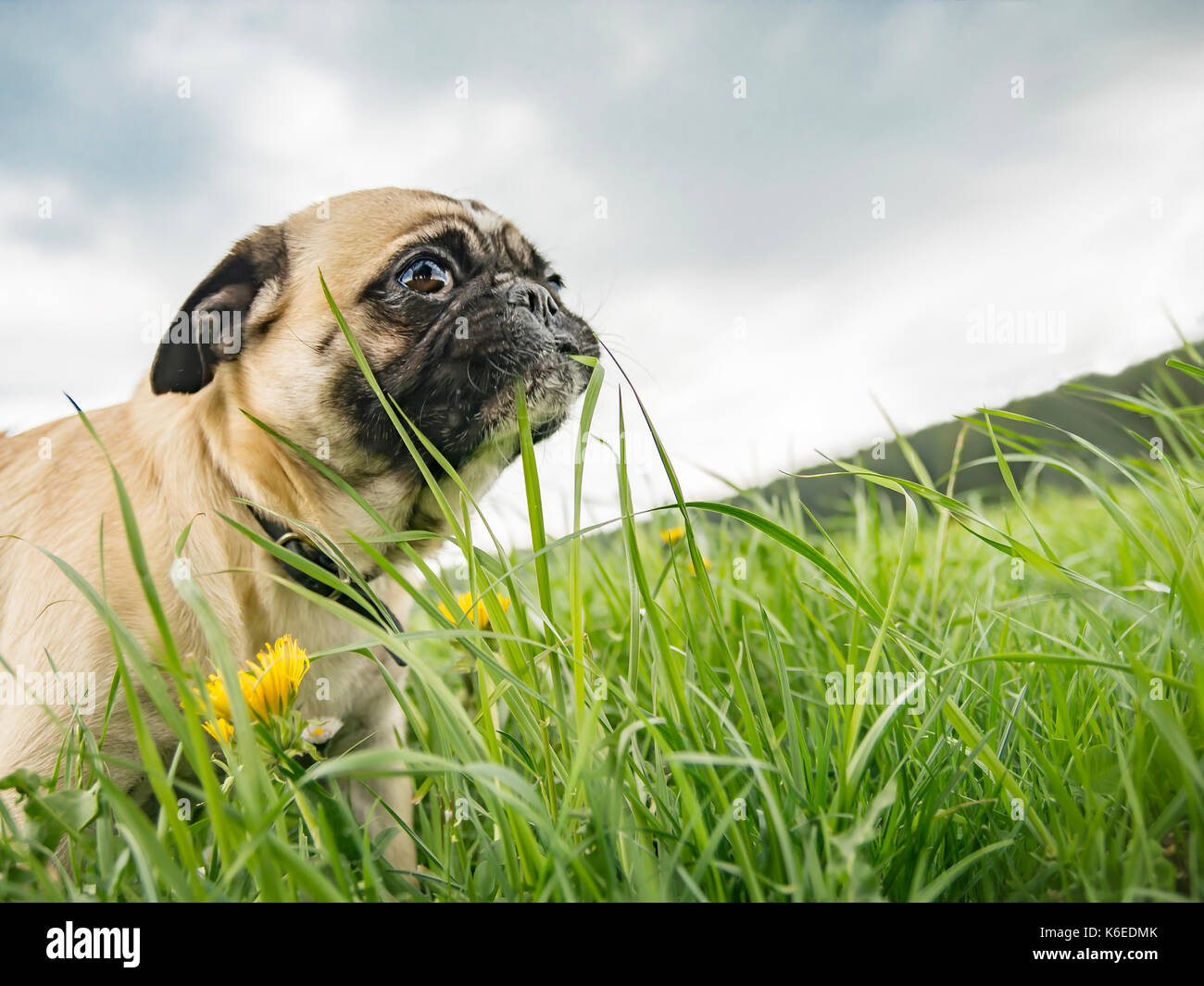 Pug essen Gras blade Stockfoto