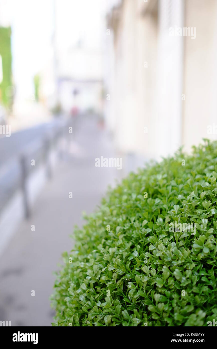 Green Bush auf einer Straße in Paris mit sehr breiter Apertur zur Produktion eines Gutes bokeh Effect Stockfoto