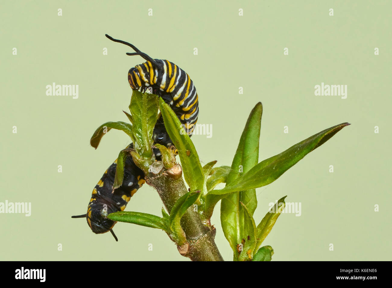 Caterpillar der Monarch butterfly, Ändern von der Raupe zur Puppe, asclepia Curassavica, monarchfalter (danaus Plexippus), chrysallis, Stockfoto