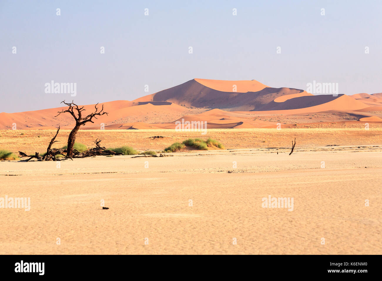 Tote Akazie umgeben von Sanddünen Deadvlei Sossusvlei Namib Naukluft National Park Namibia Afrika Stockfoto