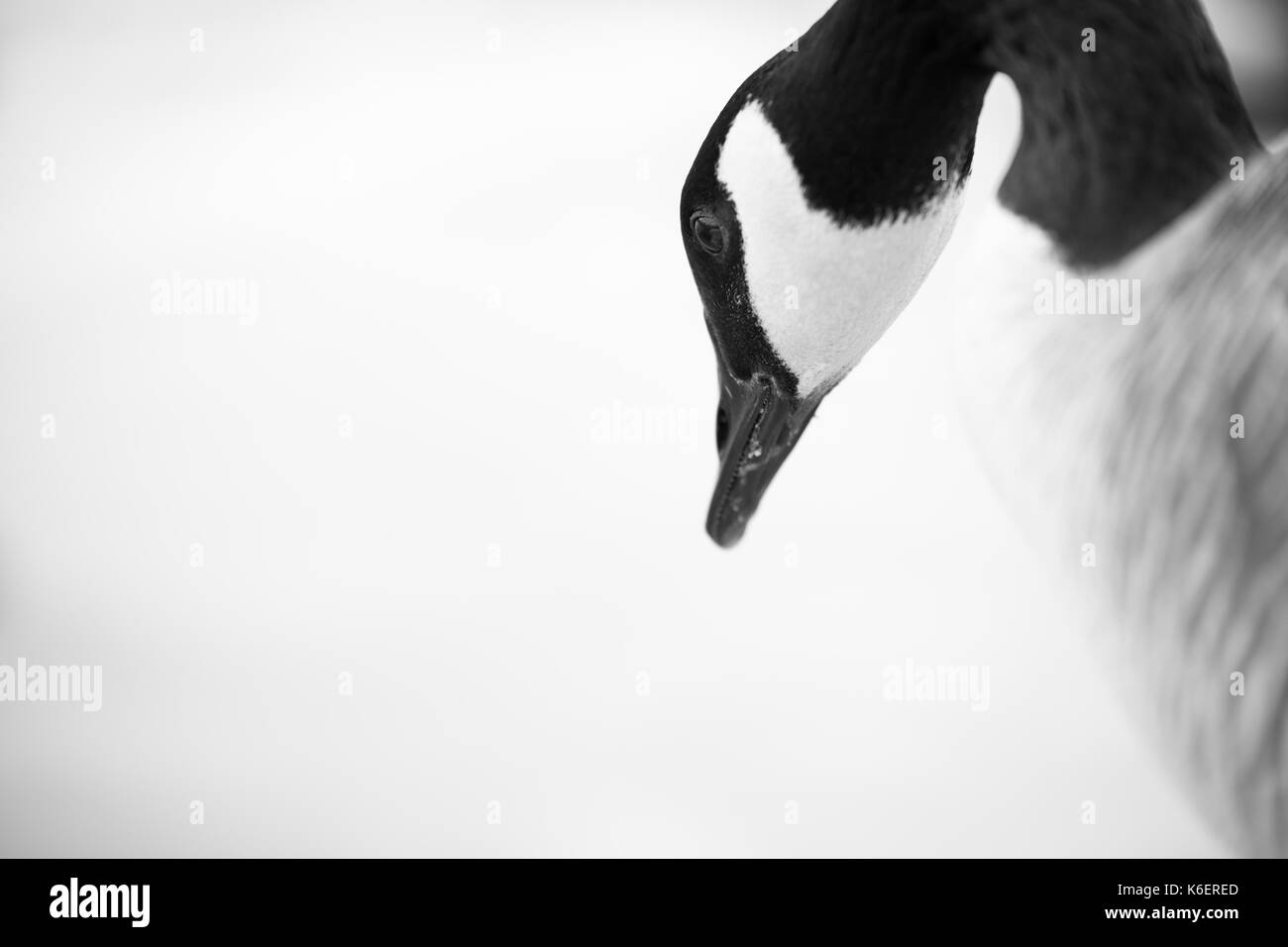 Kanadische Gans, Nordamerika Stockfoto