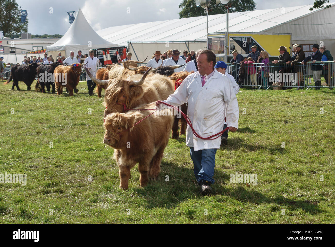 Die kington zeigen, Herefordshire, UK. Die traditionelle Viehzucht, produzieren und Landesgartenschau. Ein Highland Kuh und Kalb in der Grand Parade Stockfoto
