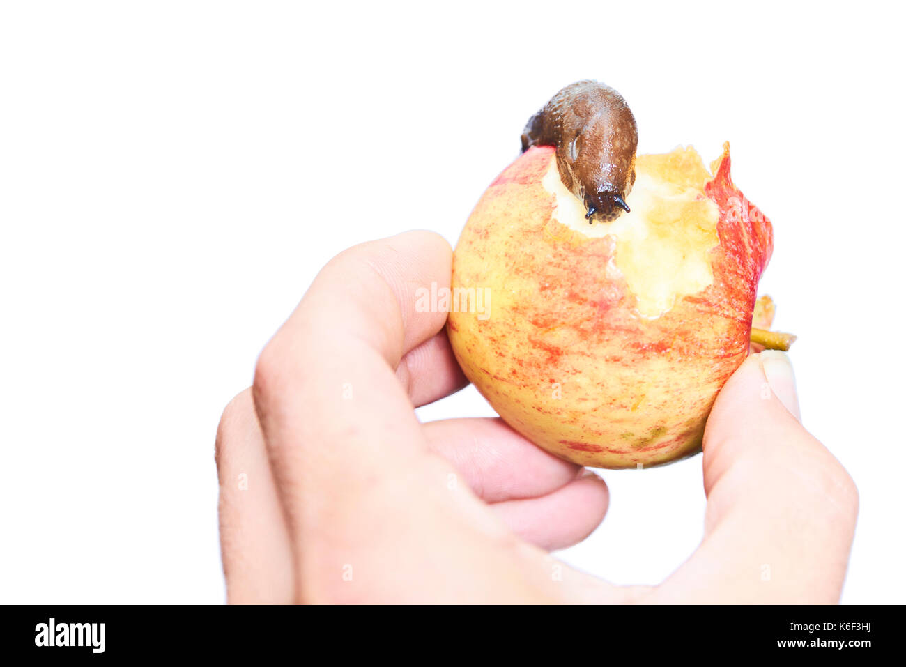 Hand mit Apfel mit Crawling slug. Auf weissem Hintergrund Stockfoto