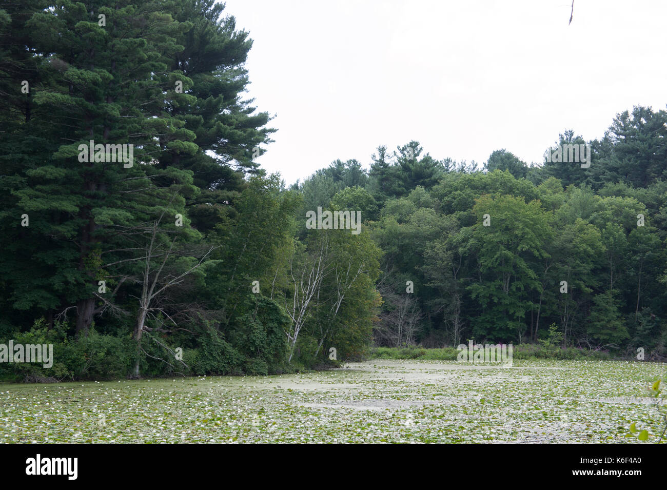 Charles River. Ein Park entlang des Charles. Stockfoto