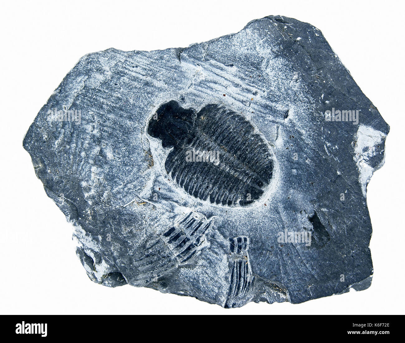 Trilobit fossiler von PALÄOZOISCHE Periode, 400 Millionen Jahre alten isoliert Stockfoto