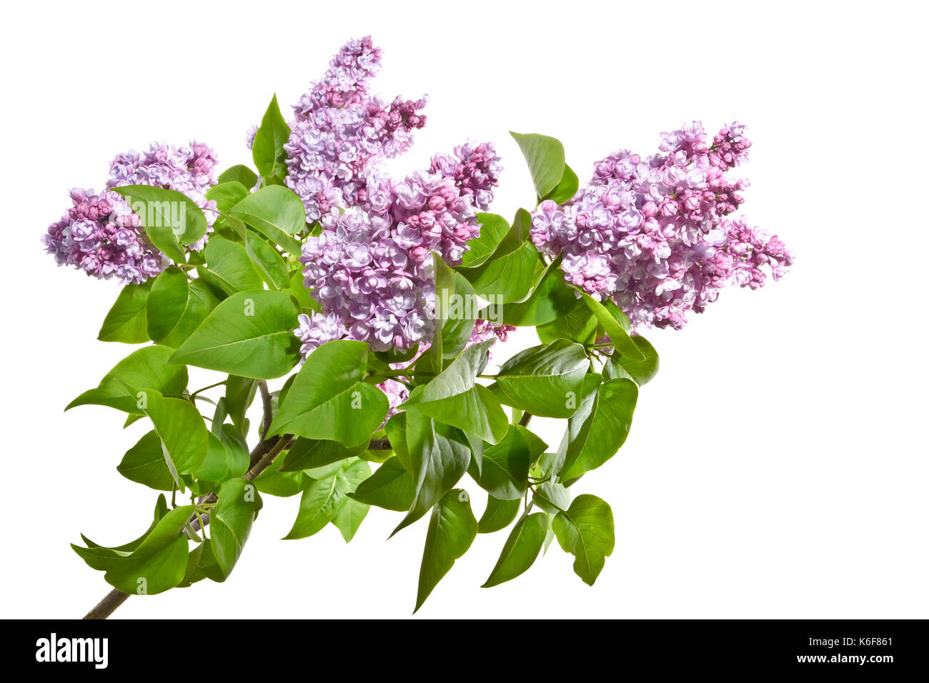 Frische Zweige mit lila Blumen auf einem weißen Hintergrund. Stockfoto