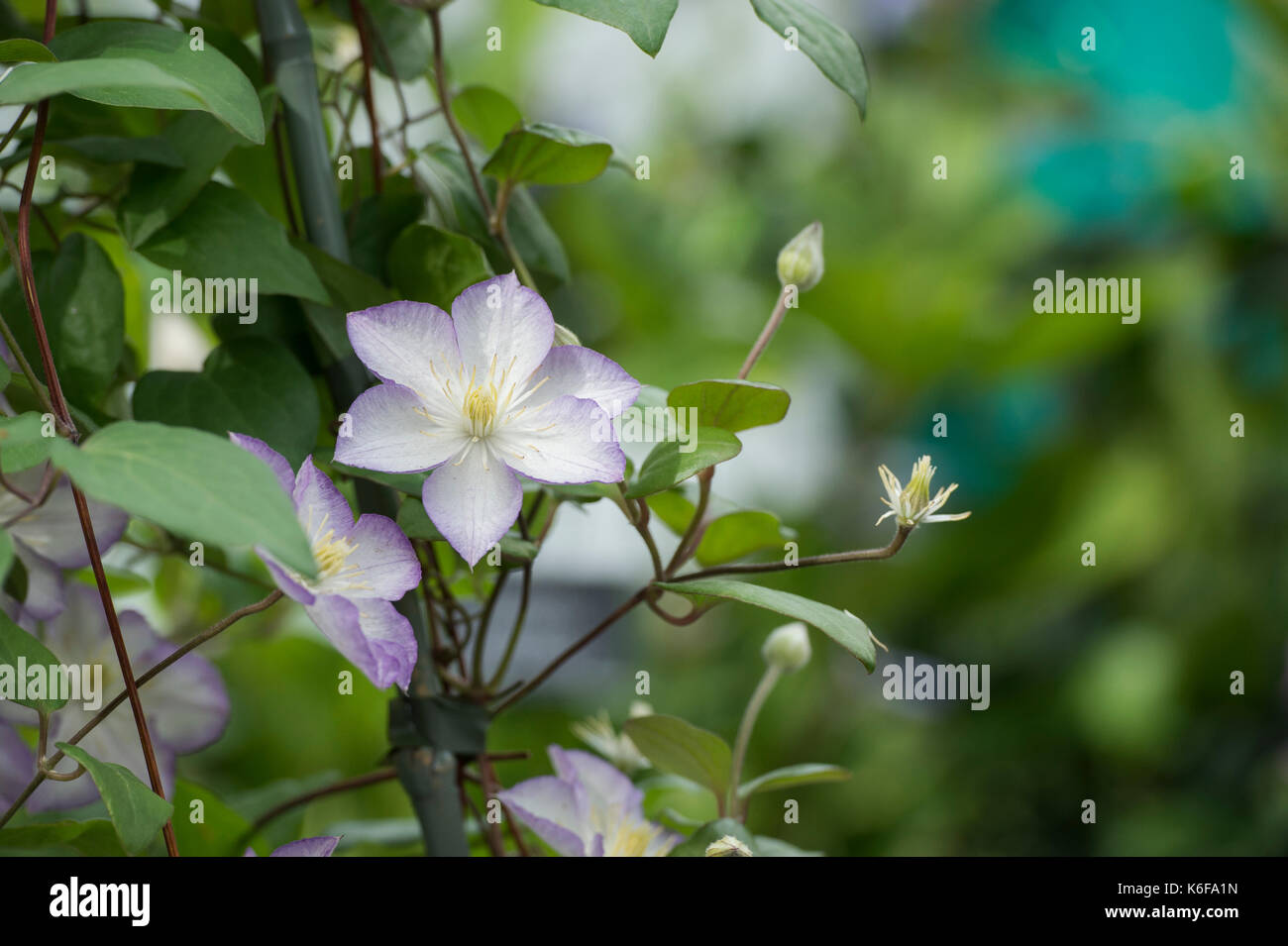 Clematis 'Glücksbringer' Blumen Stockfoto