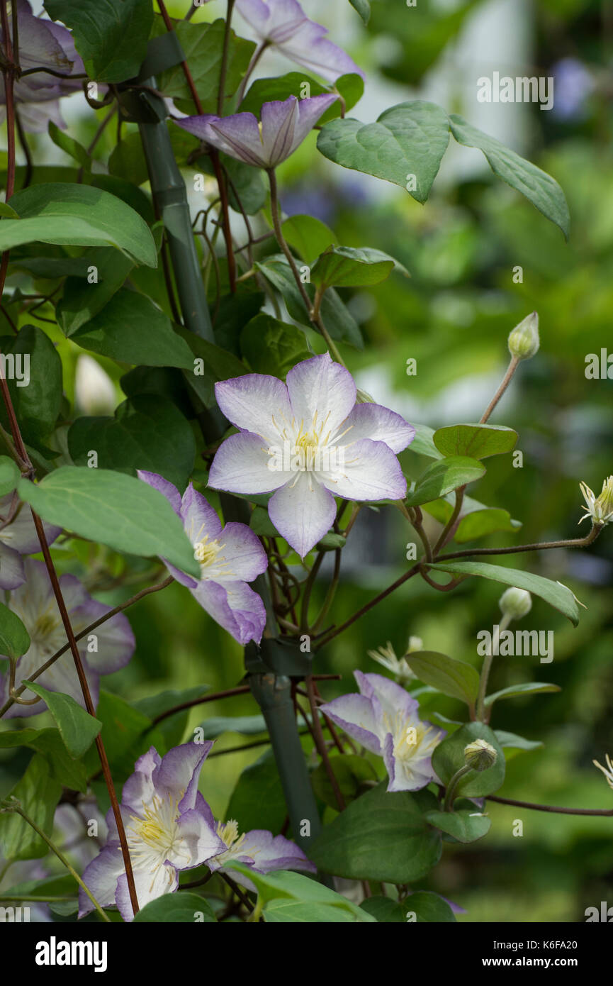 Clematis 'Glücksbringer' Blumen Stockfoto