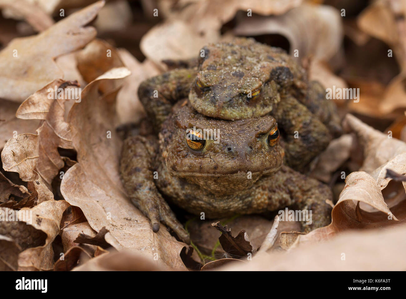 Female and male toads Fotos und Bildmaterial in hoher Auflösung Alamy