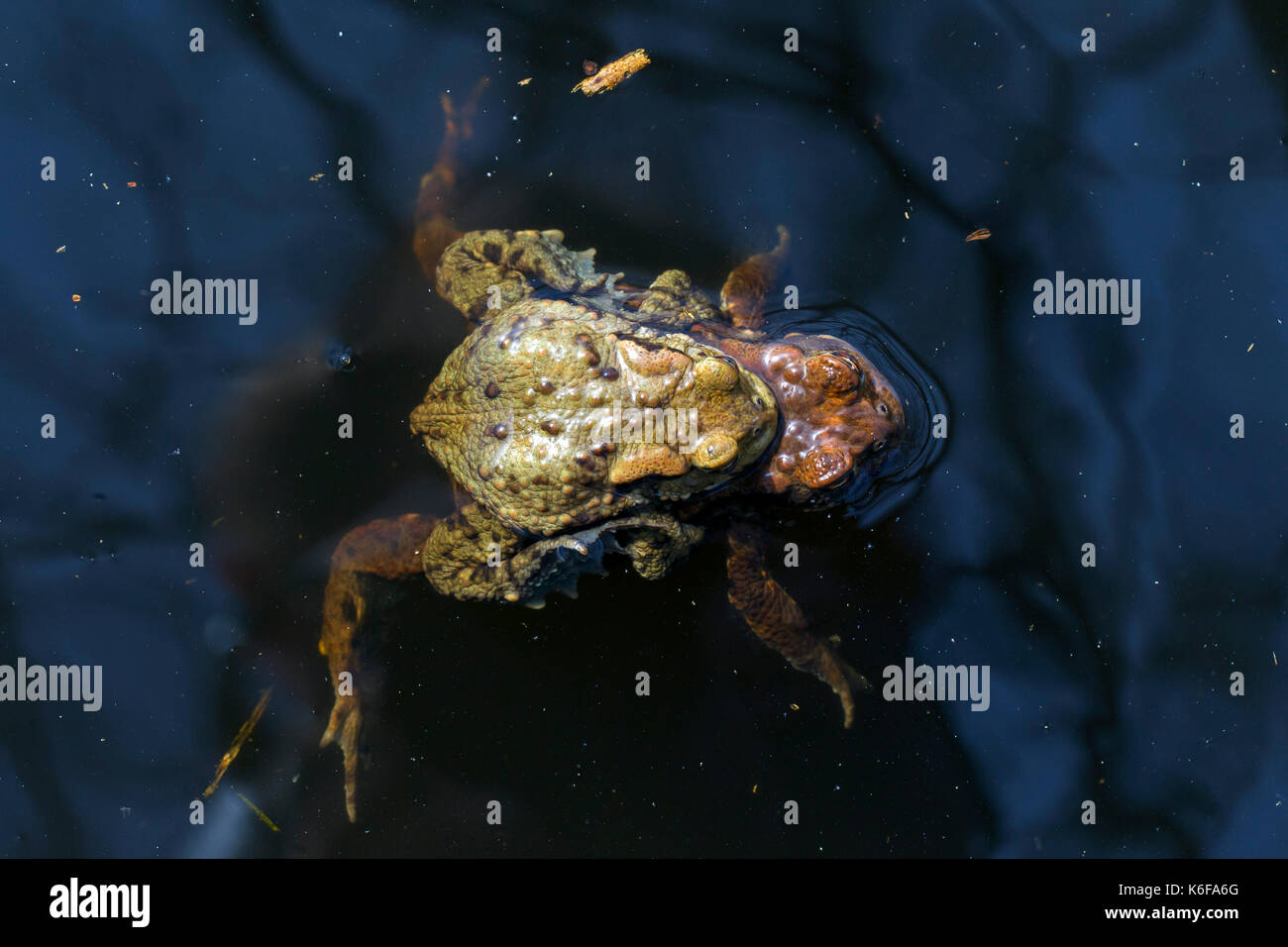 Erdkröte/Europäischen Kröten (Bufo bufo) Paar in Amplexus schwimmen in Zucht Teich im Frühjahr Stockfoto