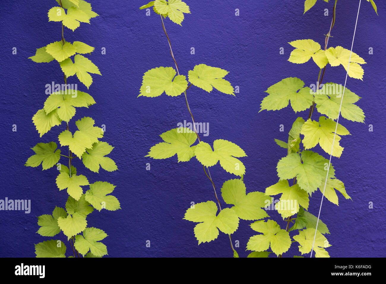 Humulus lupulus Aureus. Golden hop Blätter klettern bis die Drähte gegen einen lila bemalte Wand. RHS Harlow Carr, Harrogate, Großbritannien Stockfoto