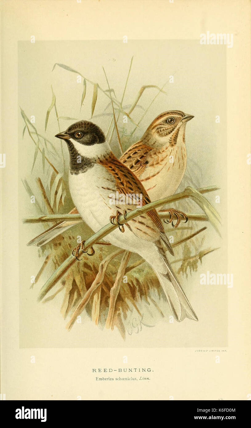 Farbige Abbildungen der Vögel der Britischen Inseln ausgestellt von Herrn Lilford (10560211264) Stockfoto