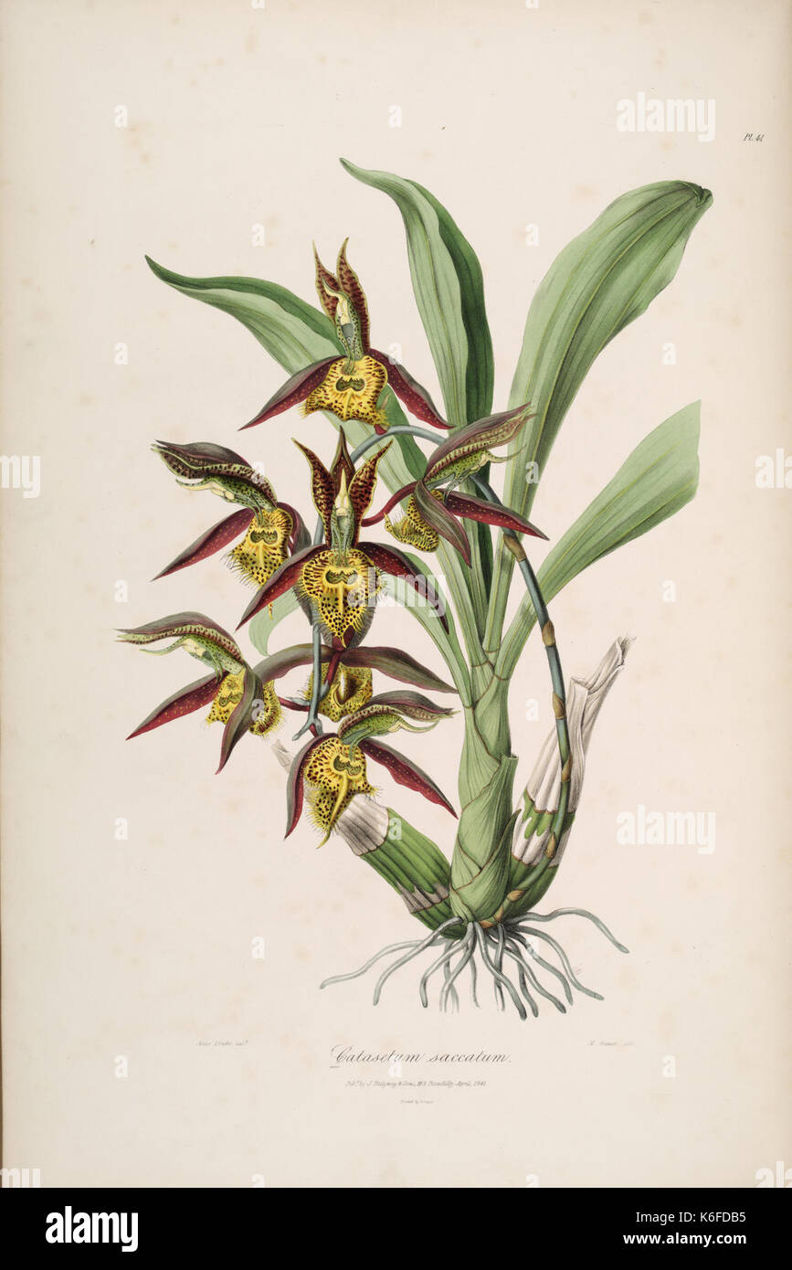 Catasetum saccatum Sertum Orchidaceum pl. 41 (1838) Stockfoto