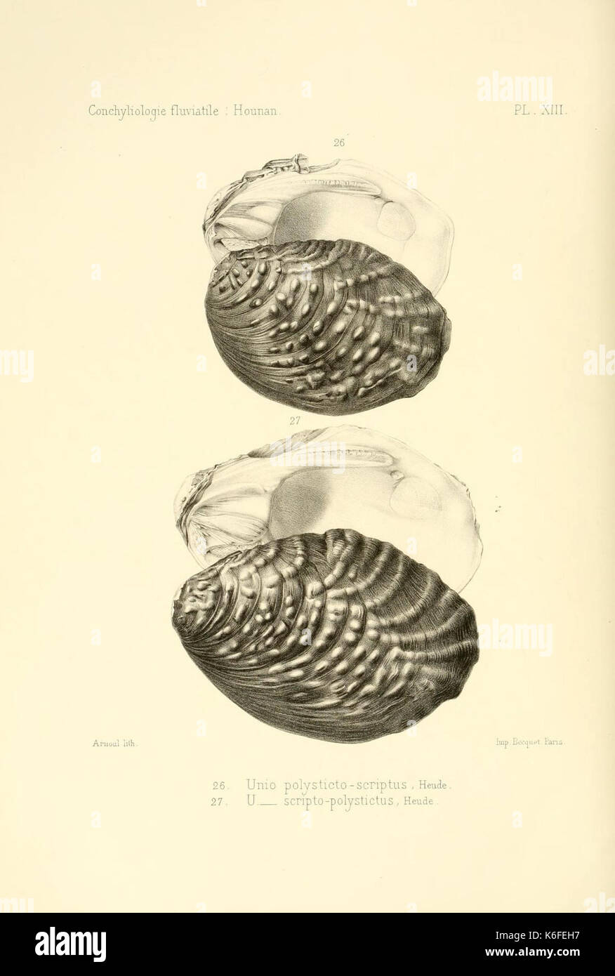 Conchyliologie fluviatile de la Province de Nanking et de la Chine centrale (9507591717) Stockfoto