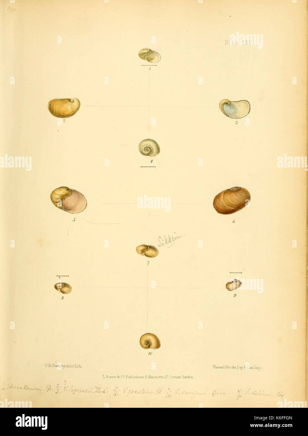 Conchologia indica (Platte LXV) (8578211814) Stockfoto