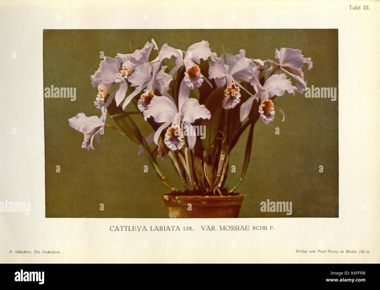 Die Orchideen (Tafel III) (8580167274) Stockfoto