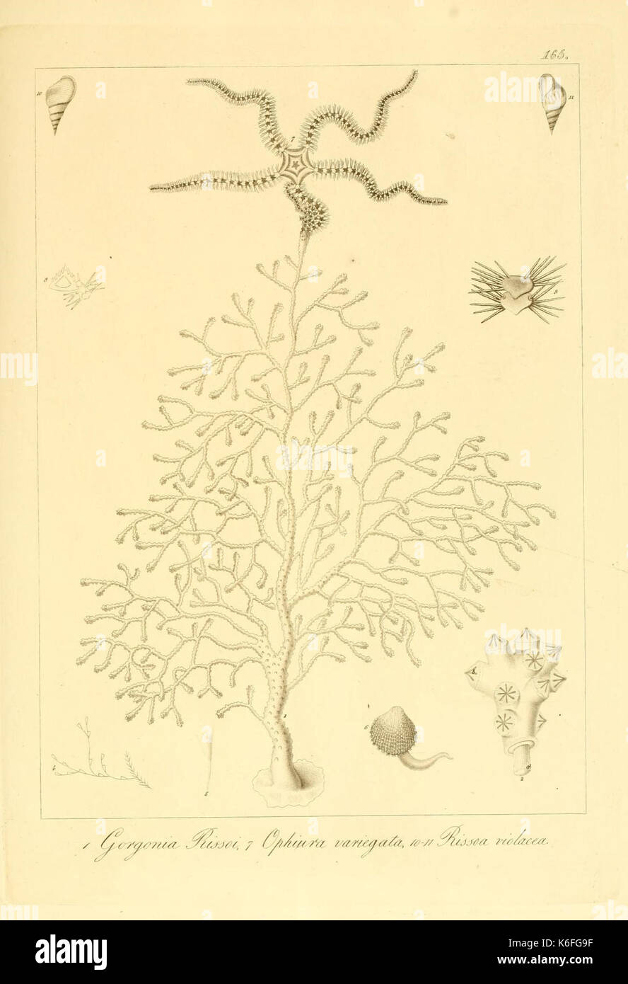 Beschreibung e notomia degli animali invertebrati della Sicilia citeriore (Platte 165) (9351831298) Stockfoto