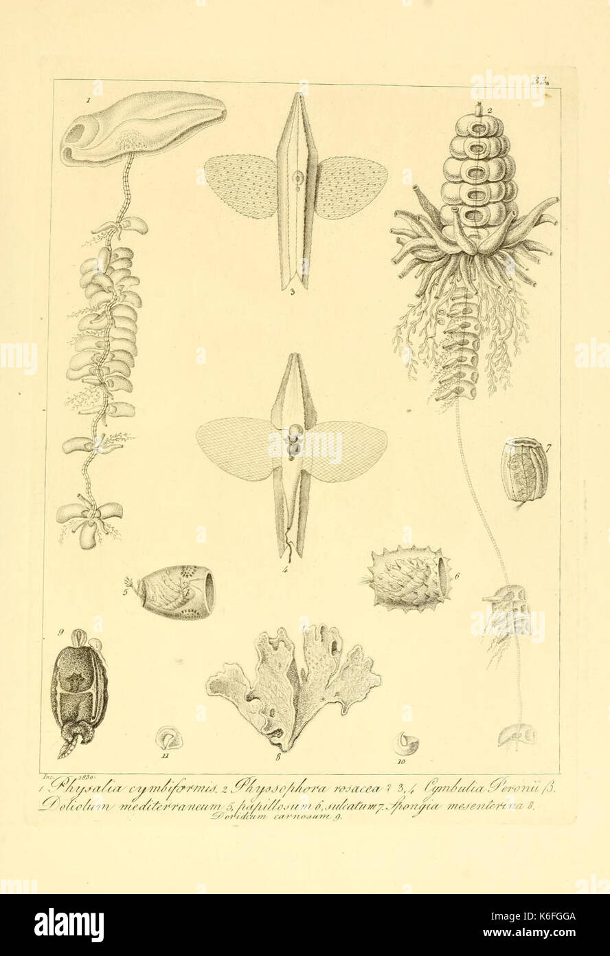 Beschreibung e notomia degli animali invertebrati della Sicilia citeriore (Platte 33) (9348918391) Stockfoto