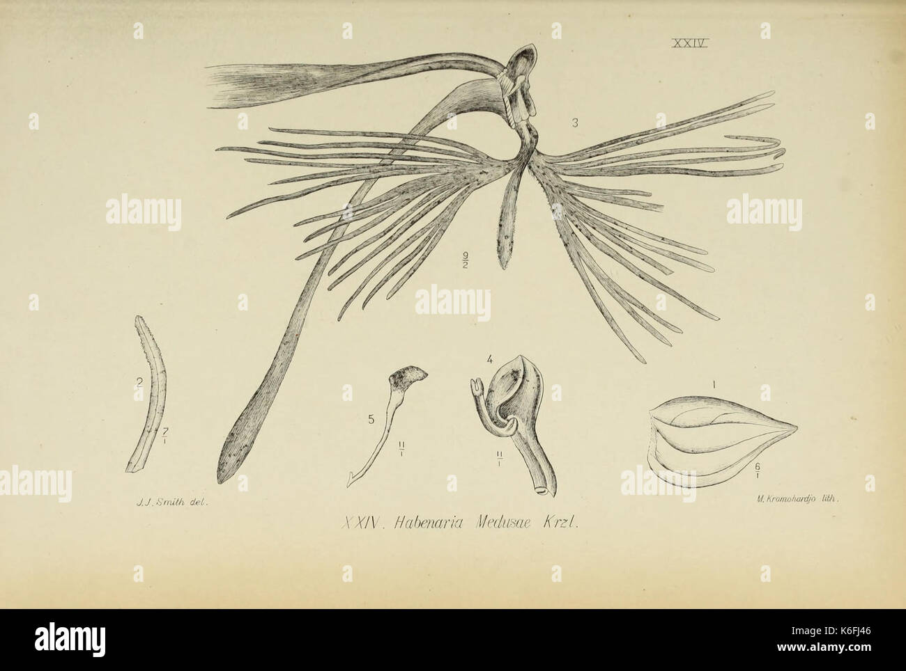 Die Orchideen von Java Abb. 24 (1908) Stockfoto