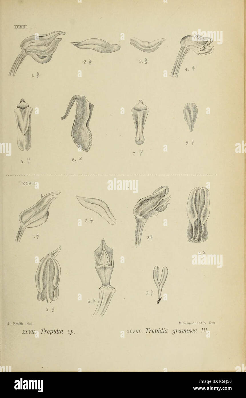 Die Orchideen von Java Abb. 097 098 (1909) Stockfoto
