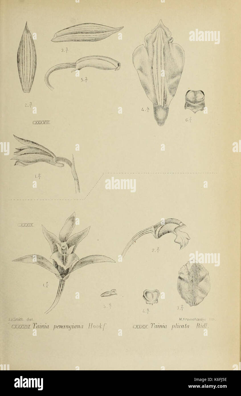 Die Orchideen von Java Abb. 138 139 (1909) Stockfoto