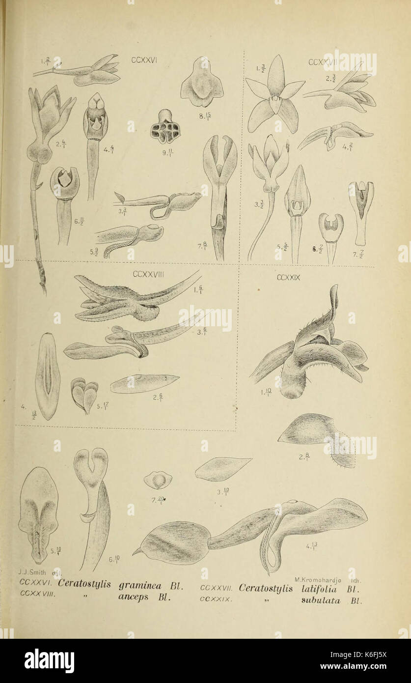 Die Orchideen von Java ist ein botanisches Buch aus dem Jahr 1910 mit Illustrationen von Orchideen aus Java, einem Teil Indonesiens. Die Zeichnungen sind Teil der Sammlung der Harvard University Botany Libraries. Stockfoto