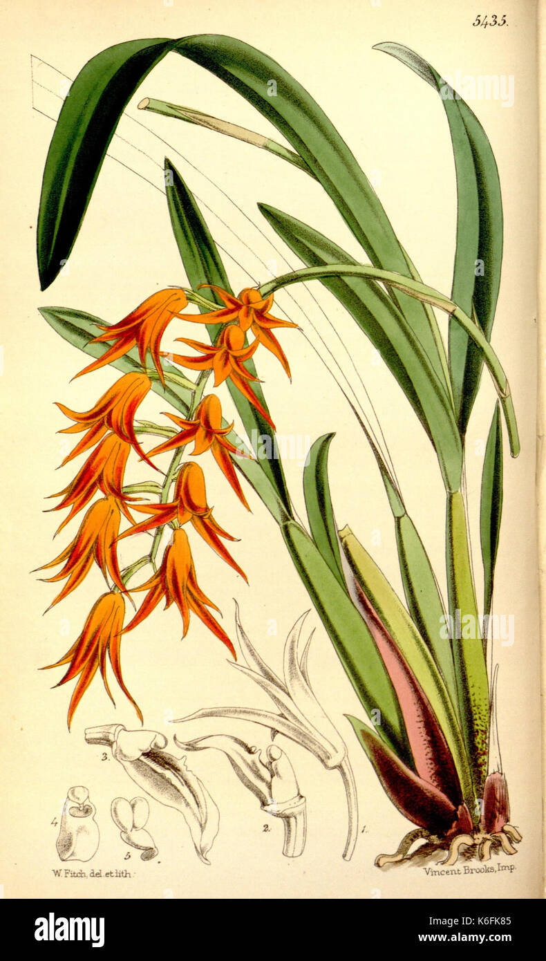 Curtis's Botanical Magazine (Tab. 5435) (8167037030) Stockfoto