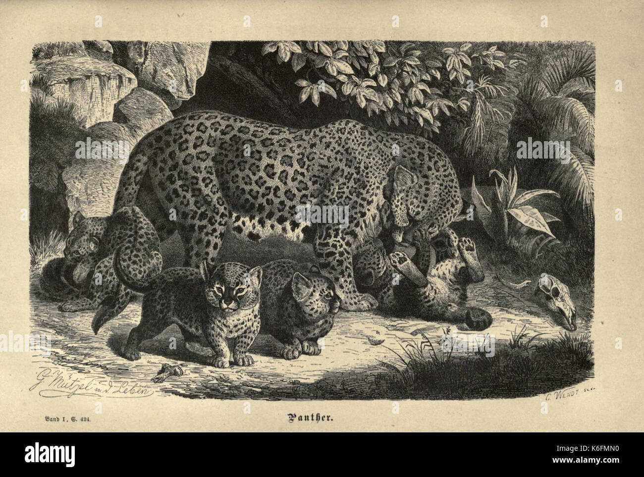 Brehms thierleben, allgemeine Kunde des thierreichs (Platte 13) (7971900120) Stockfoto