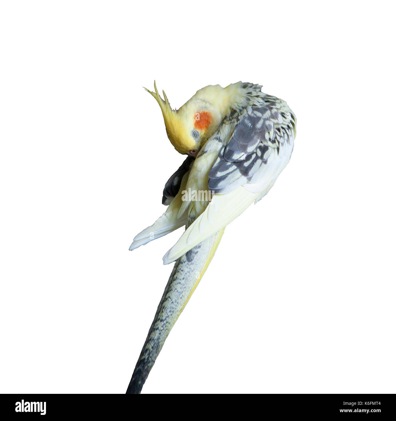 Nymphensittich - Nymphicus hollandicus reinigt Federn auf weißem Hintergrund Stockfoto