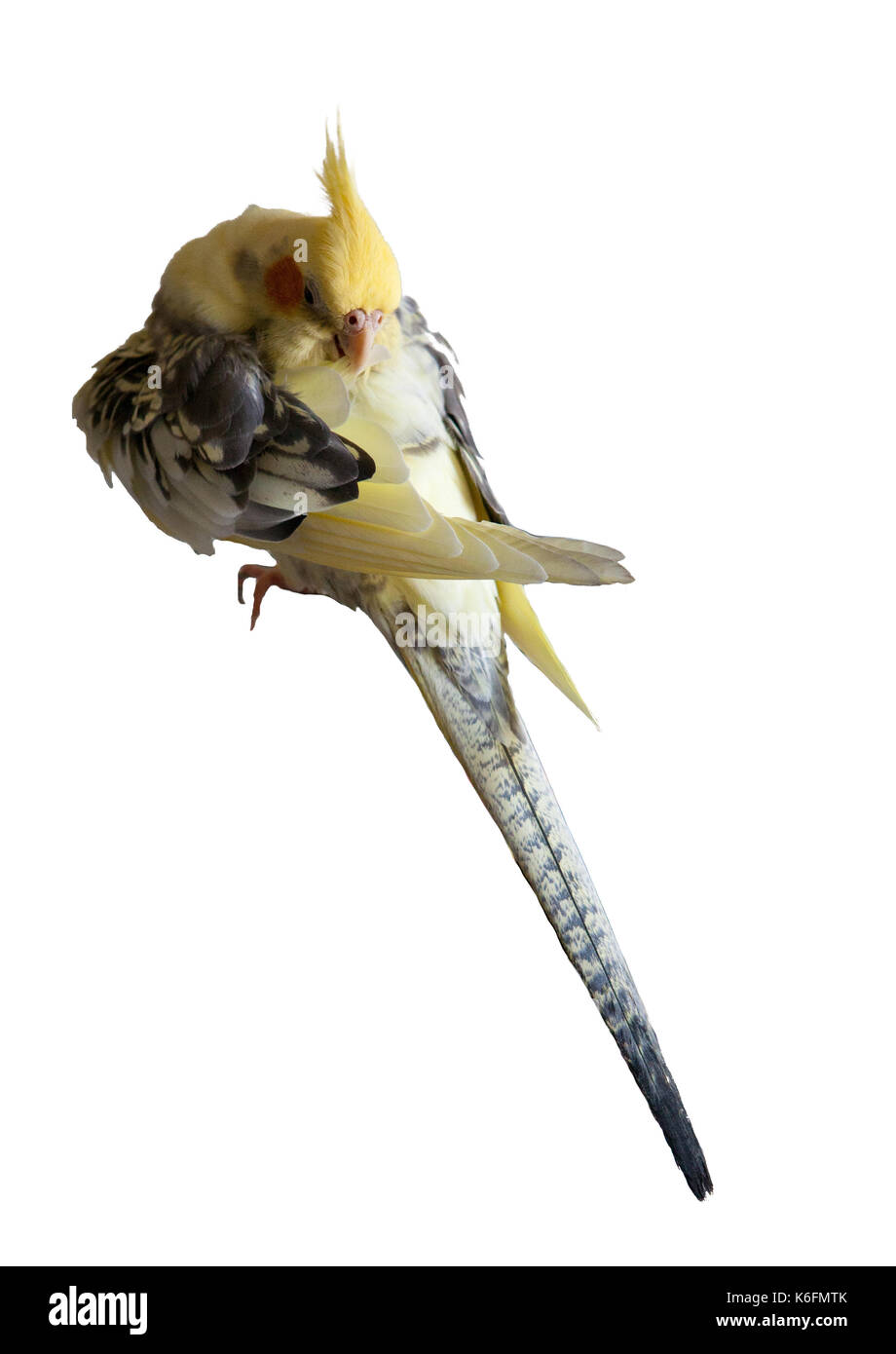 Nymphensittich - Nymphicus hollandicus reinigt Federn auf weißem Hintergrund Stockfoto