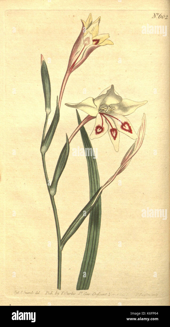 Curtis’s Botanical Magazine ist eine Zeitschrift, die sich der Illustration und Dokumentation von Pflanzen widmet. Das Magazin ist eine wichtige historische Ressource für die botanische Forschung und zeigt detaillierte Pflanzendarstellungen. Stockfoto