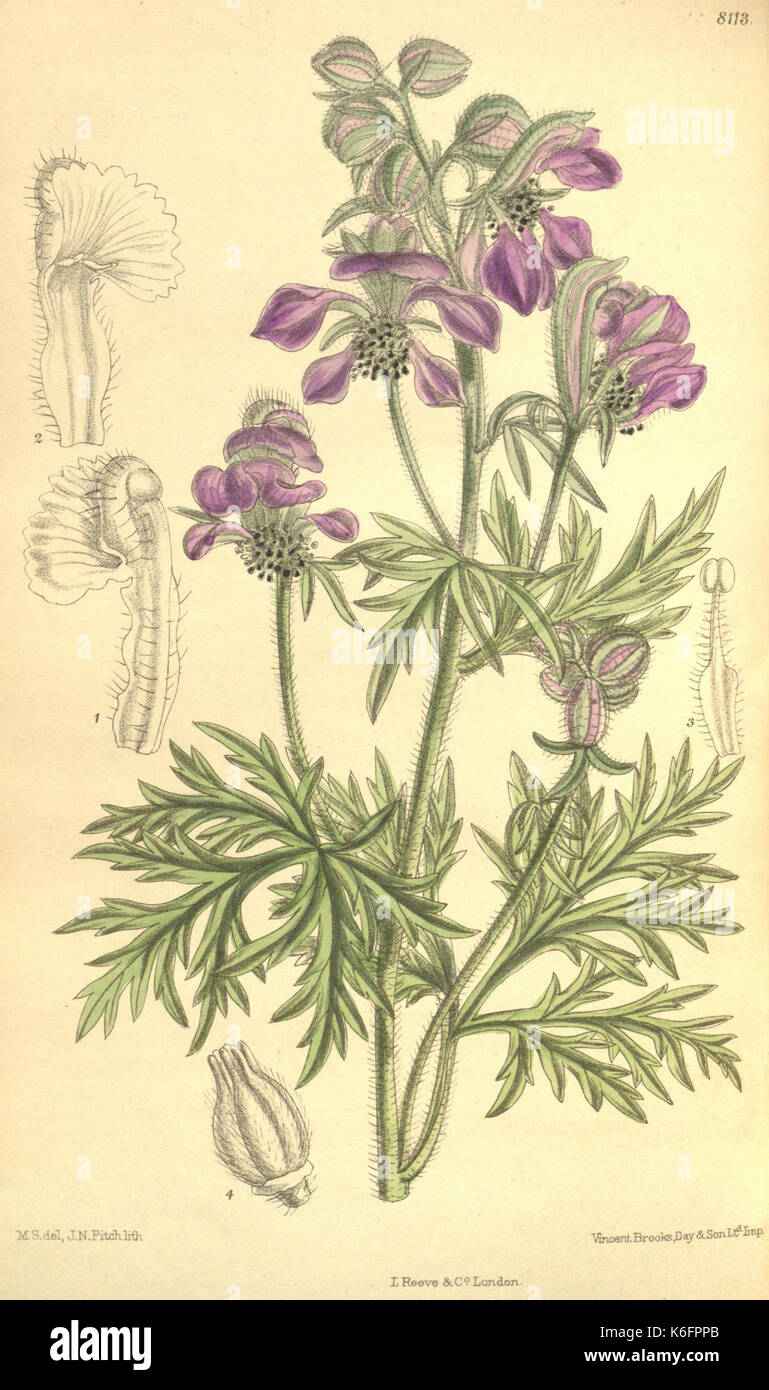 Curtis's Botanical Magazine (Tab. 8113) (9600814846) Stockfoto