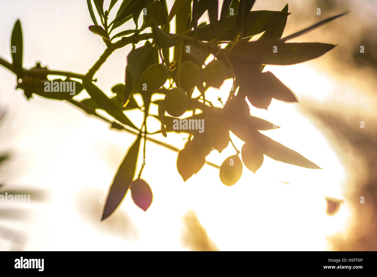 Olivenhain und Zweig mit grünen Oliven, Kreta, Griechenland. Stockfoto