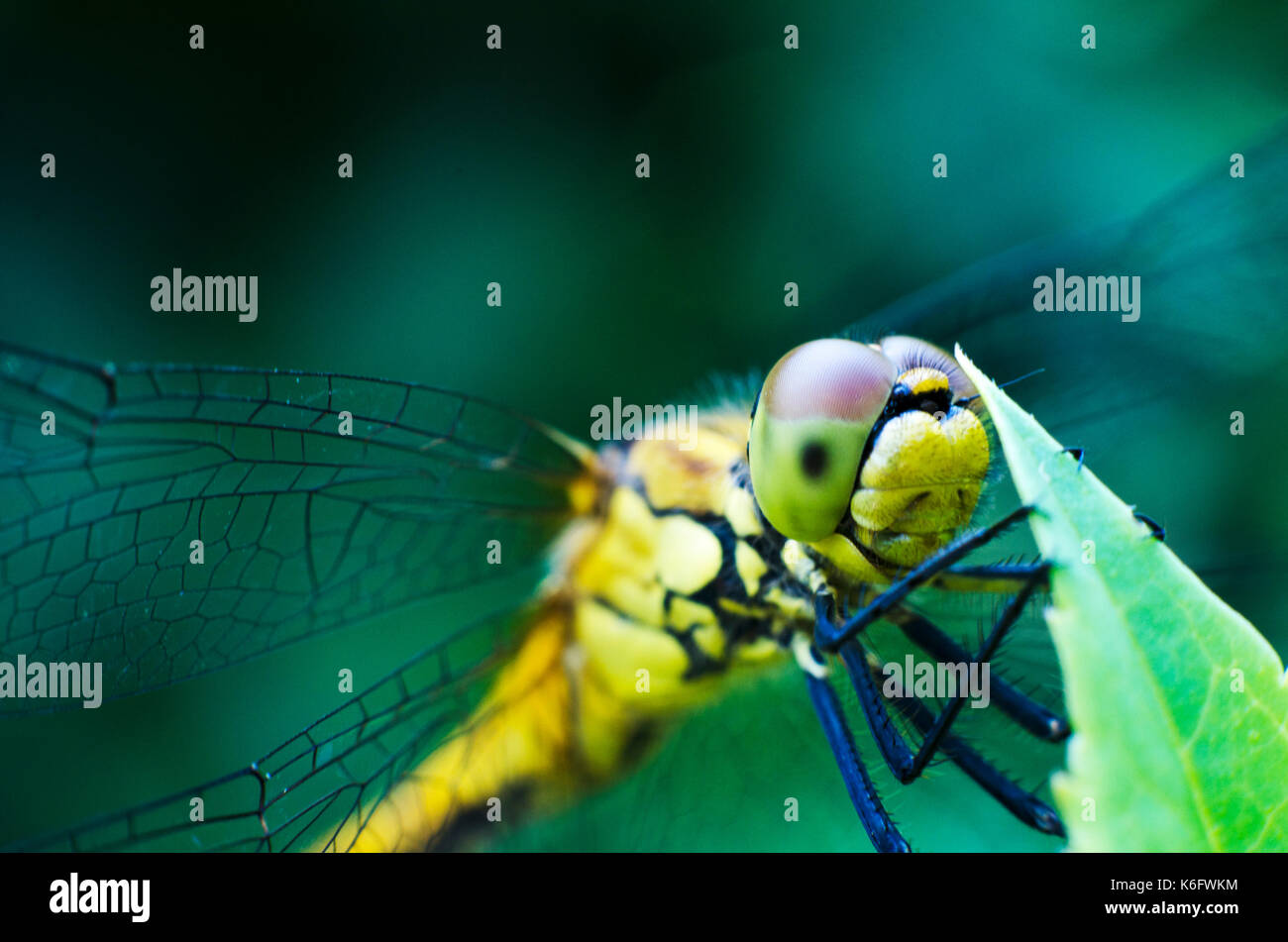 Makro der Libelle auf dem Blatt Stockfoto