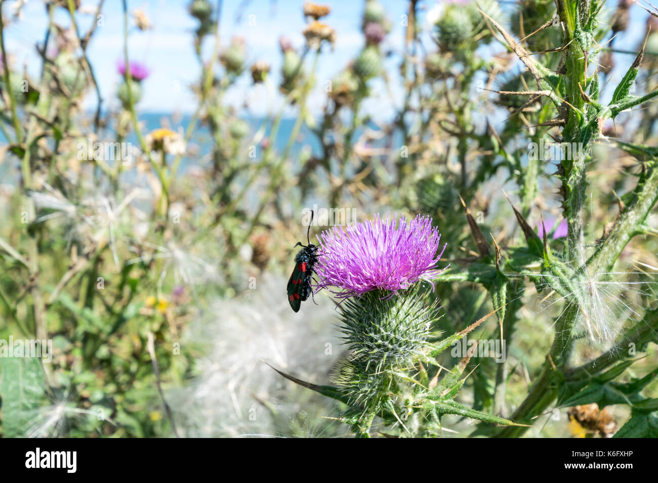 Speer Distel Cirsium vulgare Stockfoto